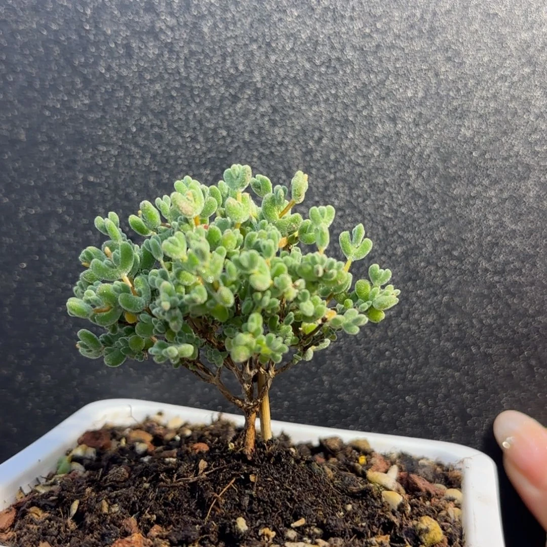 dy0733劳斯莱斯直杆三岔小树型