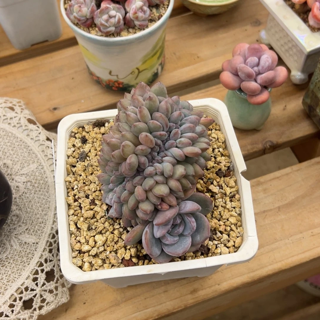 -***-星影缀化脱土发货