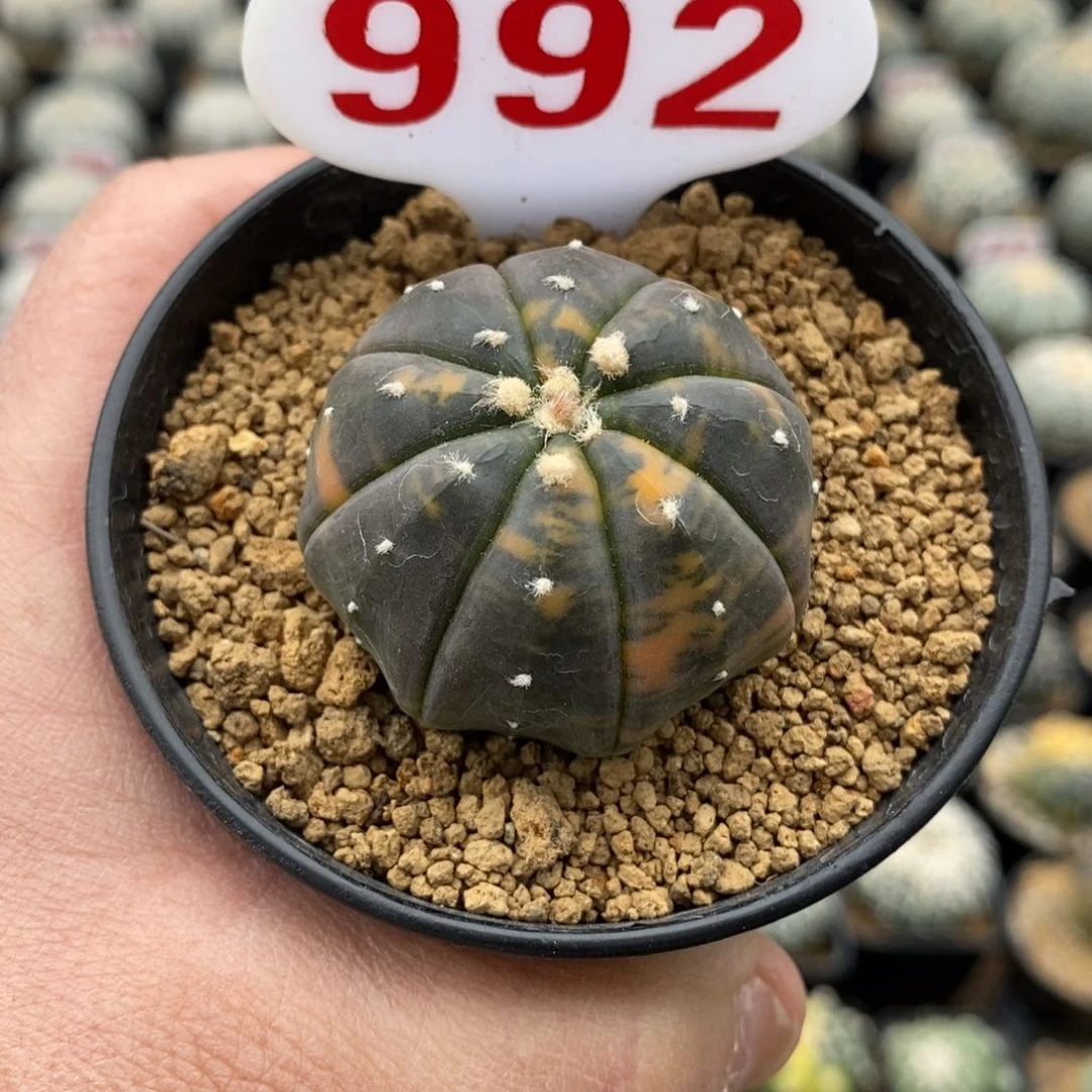 992兜锦福利多多