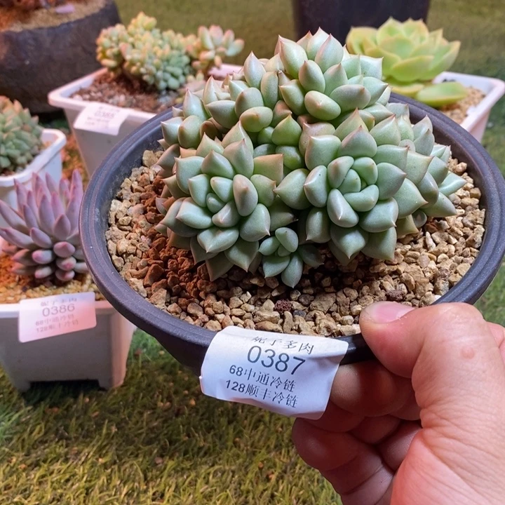 0387啊啊啊啊啊啊啊啊啊