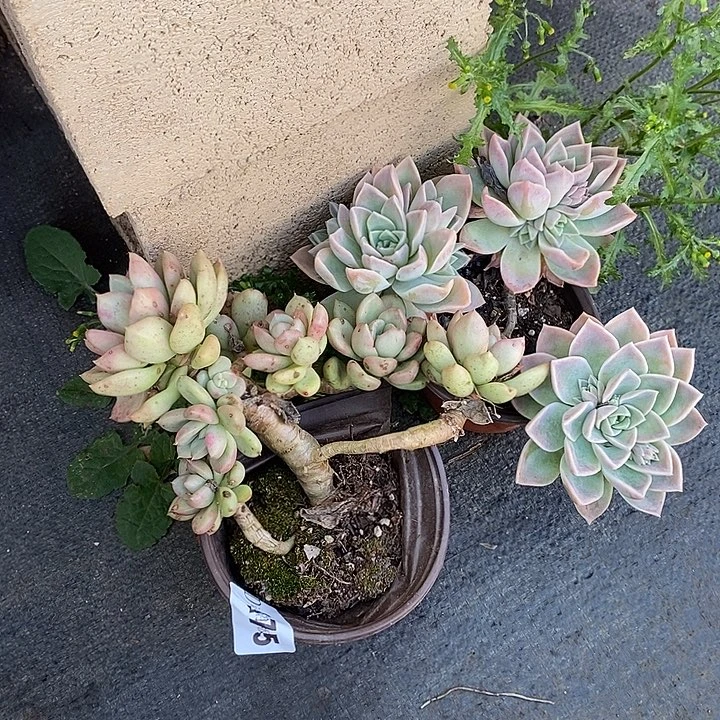 花***语175鳄梨9哈利多肉植物6