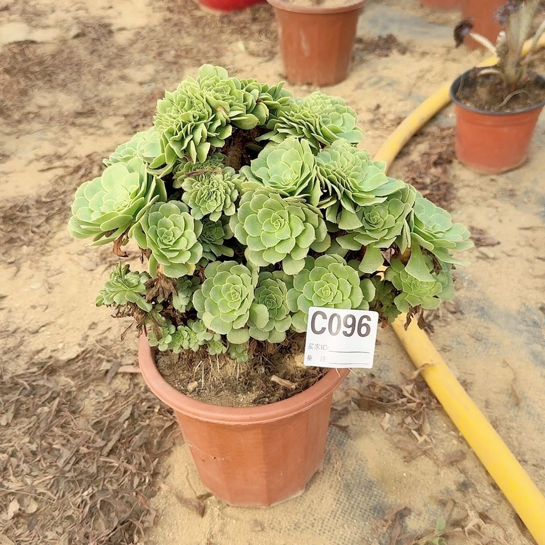 096绿缀朵朵一颗那呀