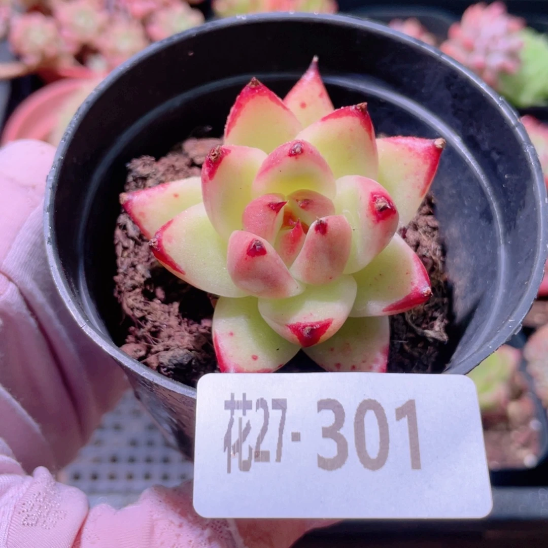花利美27-301乌木