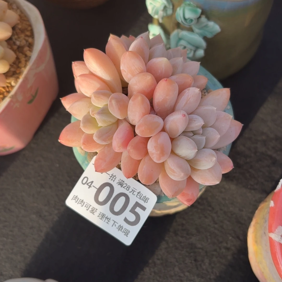 星空美人无盆土发货无盆