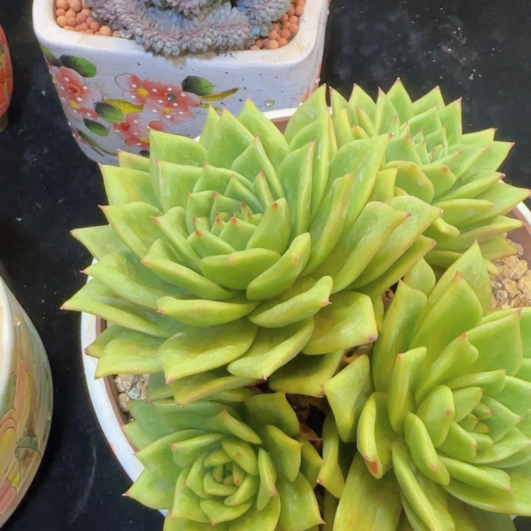 韩版蔷薇花98一颗