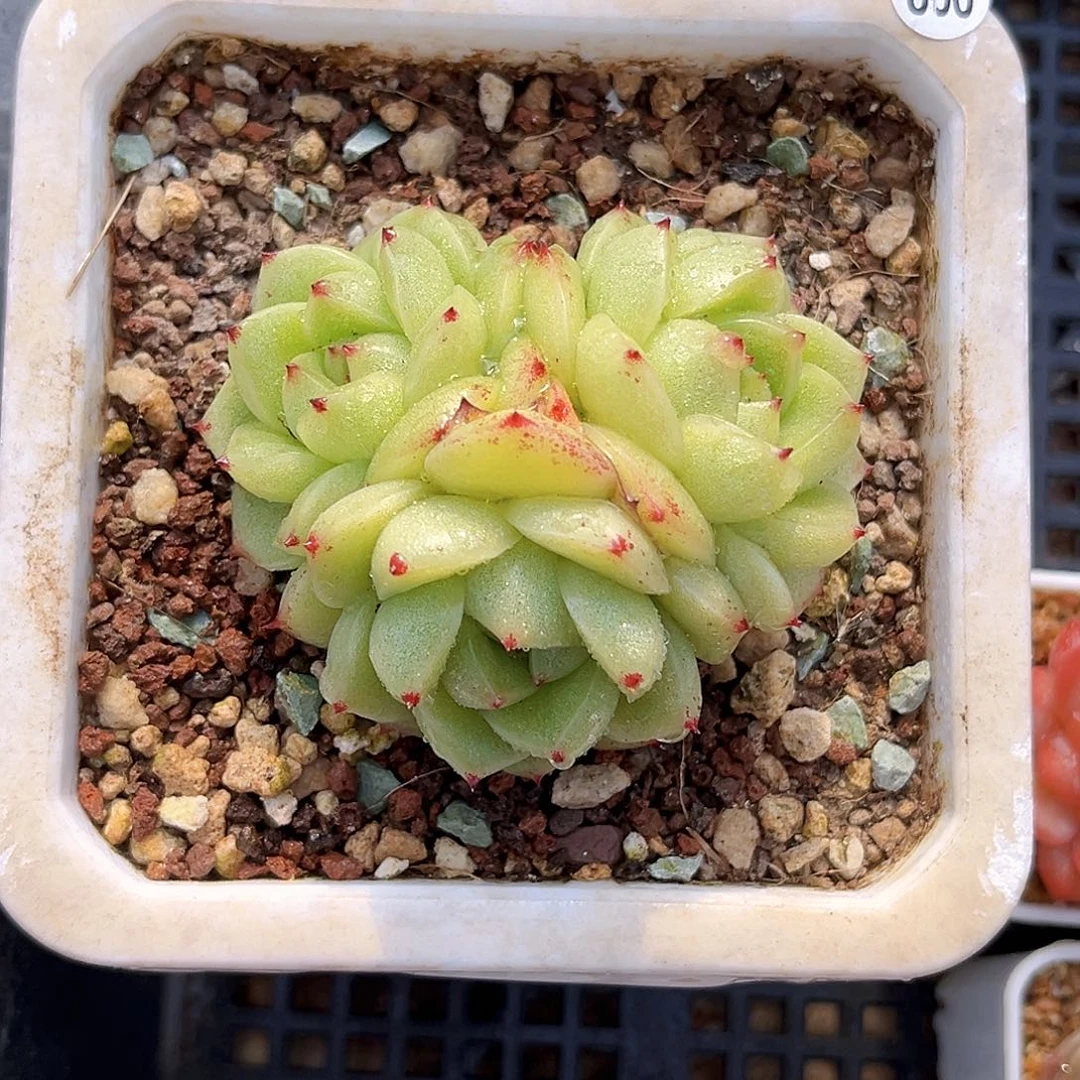 800  绿豆沙珍妮多肉18包邮