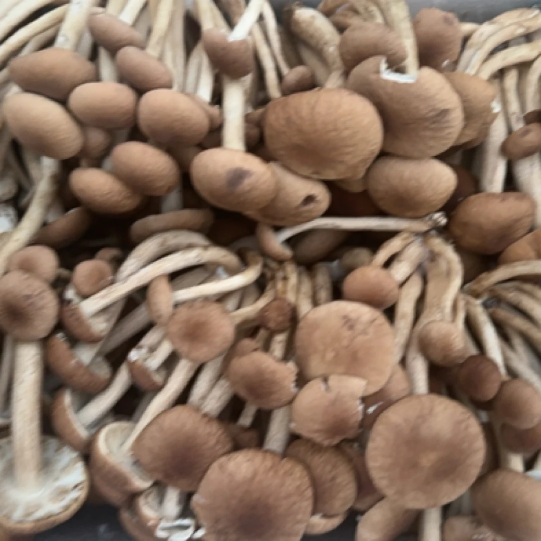 一村一品山野好货【精选-茶树菇】新鲜
