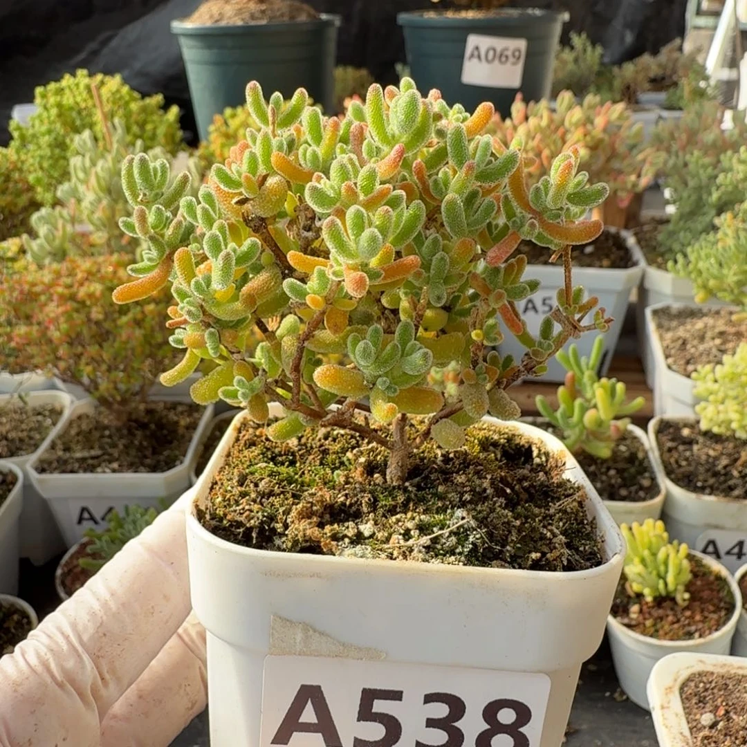 A538黄冰闪闪一物一拍