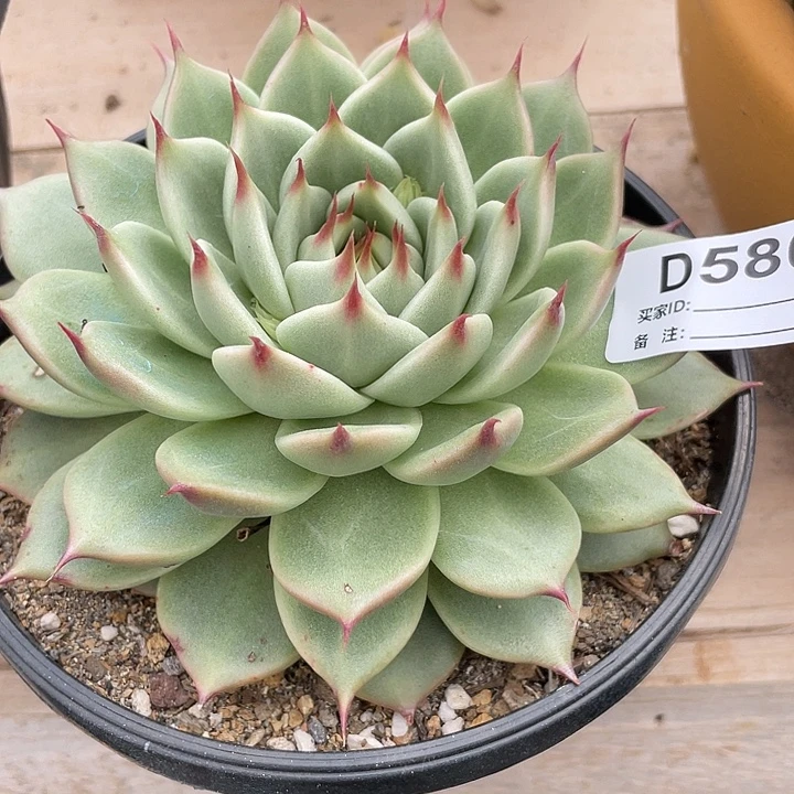 ღ***：若如东云单拍D580