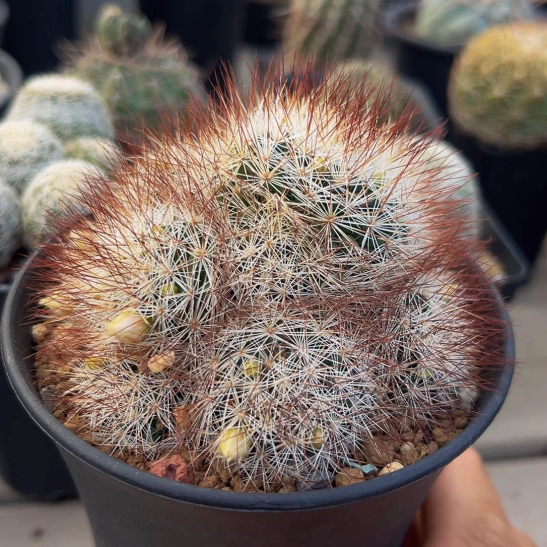 红刺马库斯仙人球