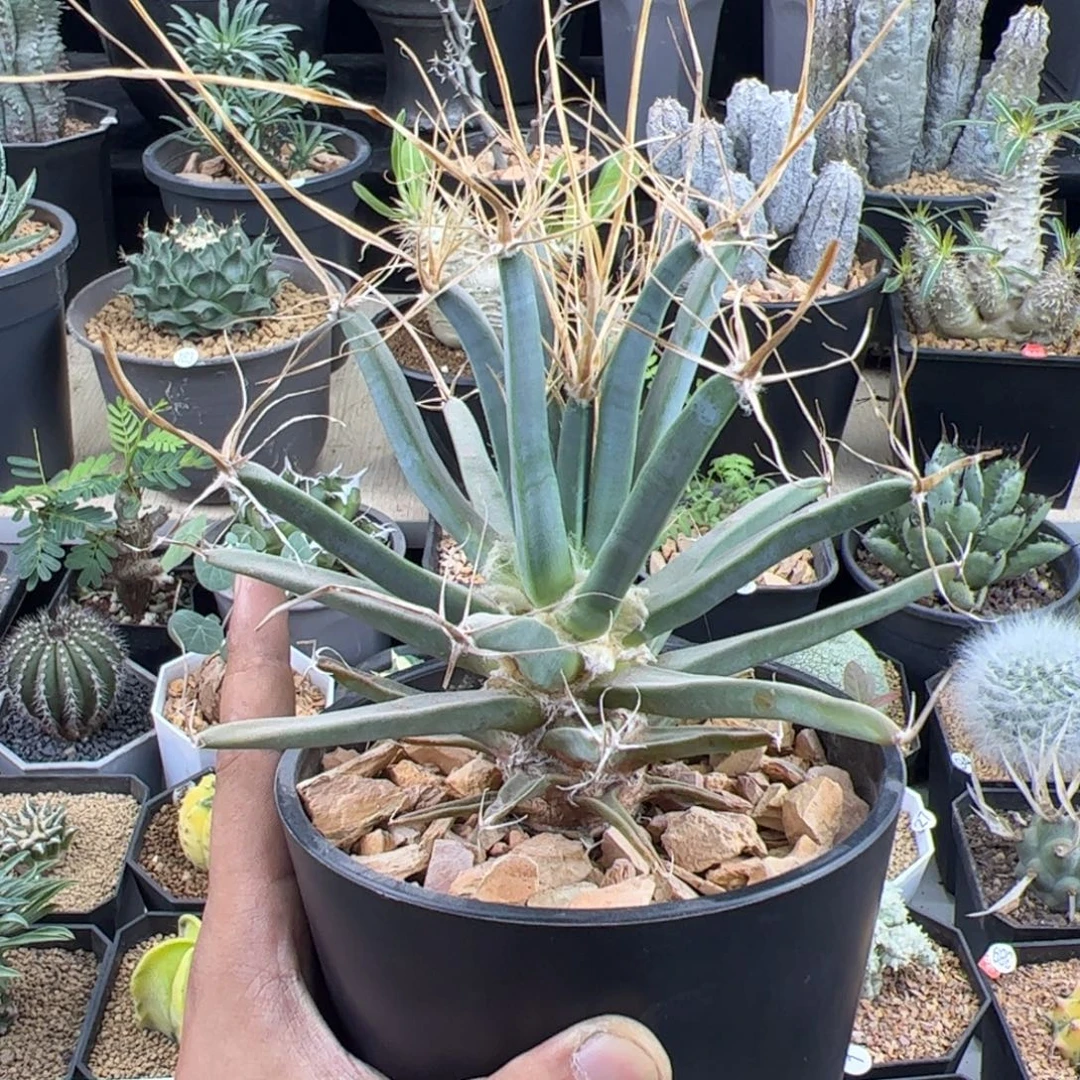 大光山实生一物一拍脱土发