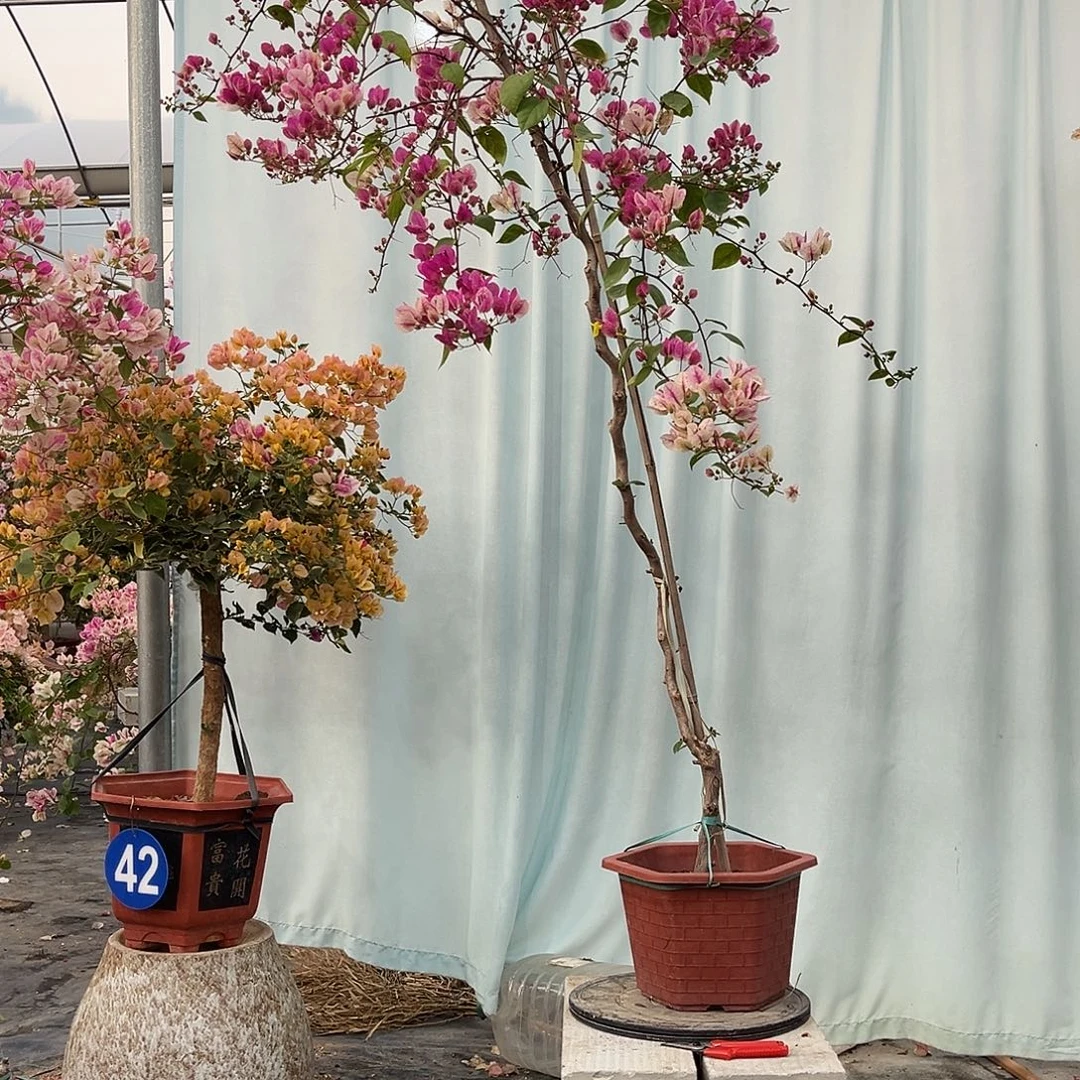 保***华完全开放三角梅花花