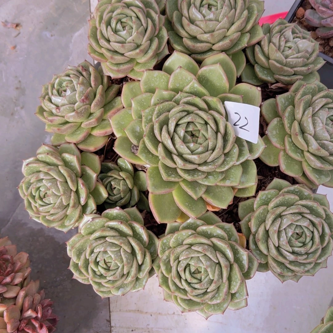 22白玫瑰多肉植物