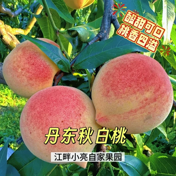 丹东秋白桃 酸甜口 脆毛桃 软吃沙糯爆汁 江畔小亮自家果园