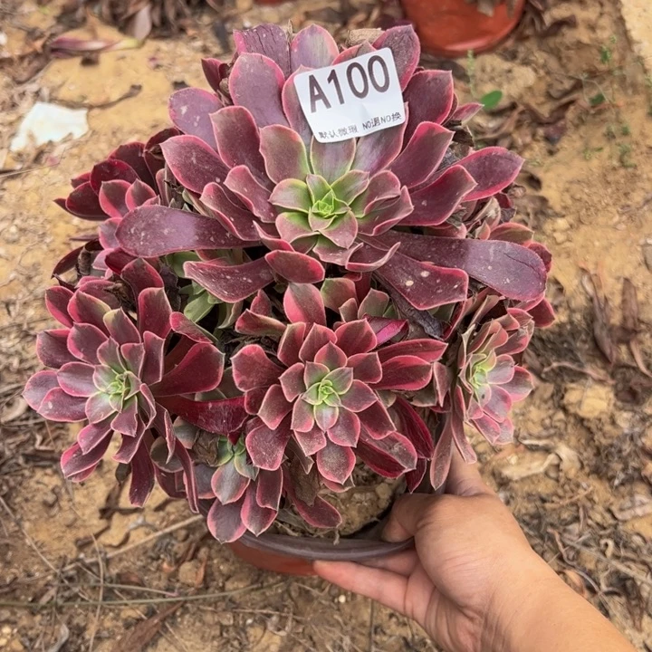金丝却多肉植物100