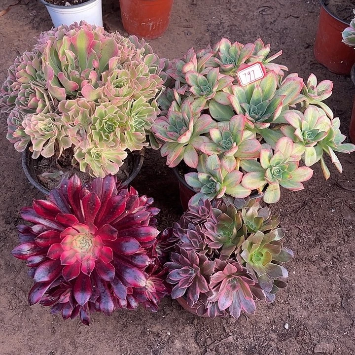 797多肉植物组合，