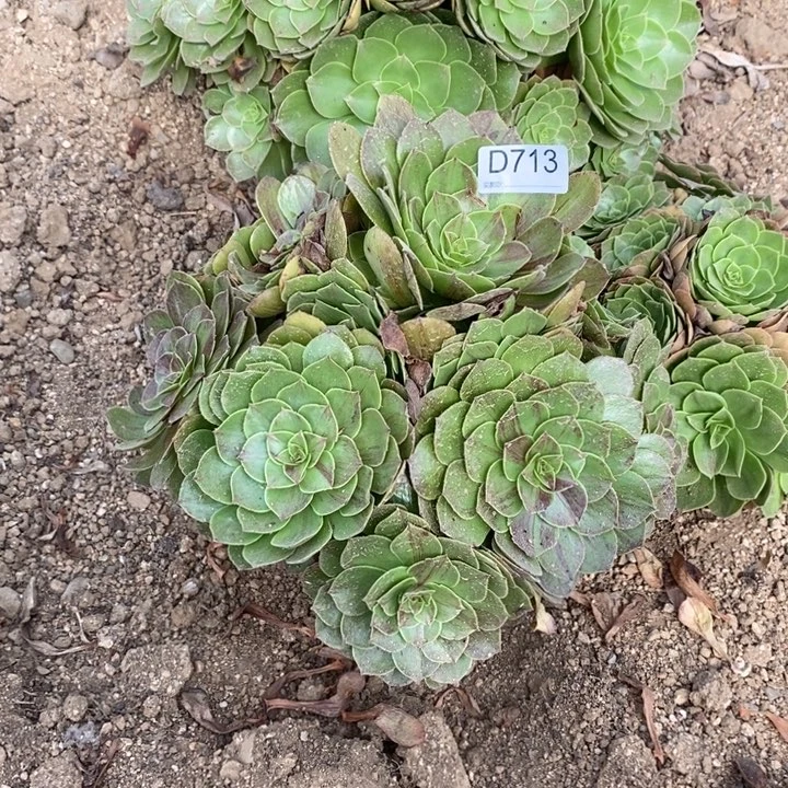 713花月夜多肉植物法师