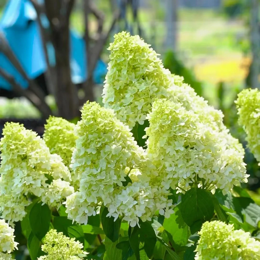 【石灰灯】大花圆锥木绣球多季节开花窗台阳台地栽耐寒耐热好养