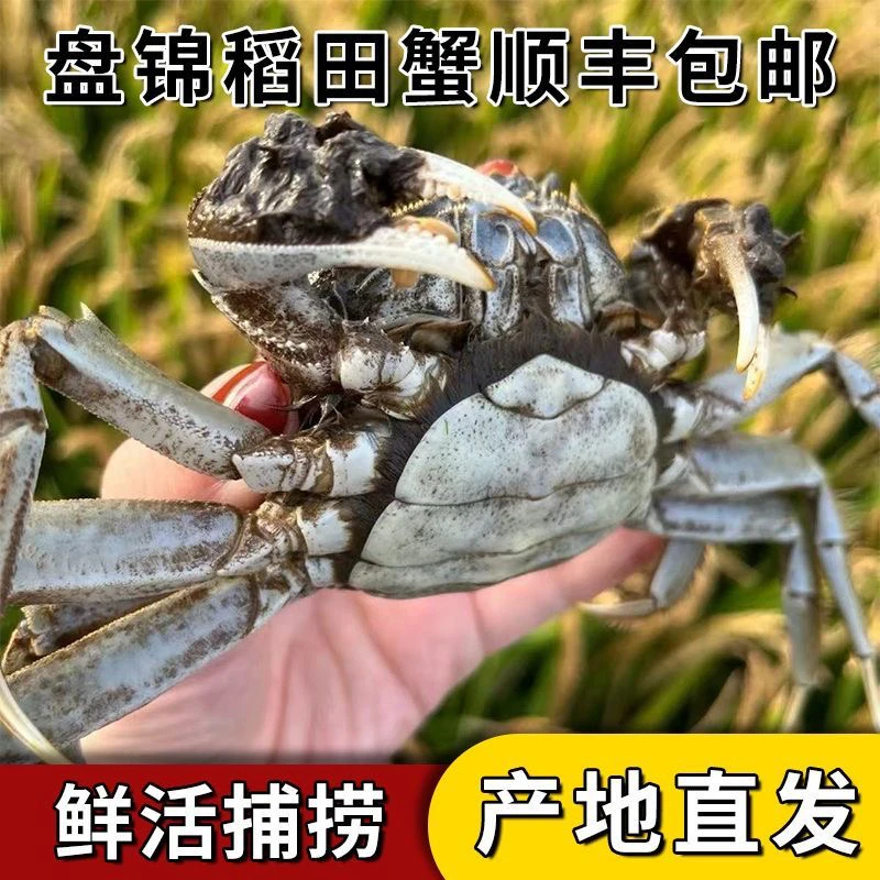 【活蟹】盘锦河蟹（0.8-1.1）两母蟹30只鲜活发货顺丰包邮