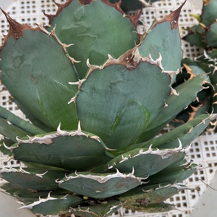 水***色龙舌兰多肉植物多肉