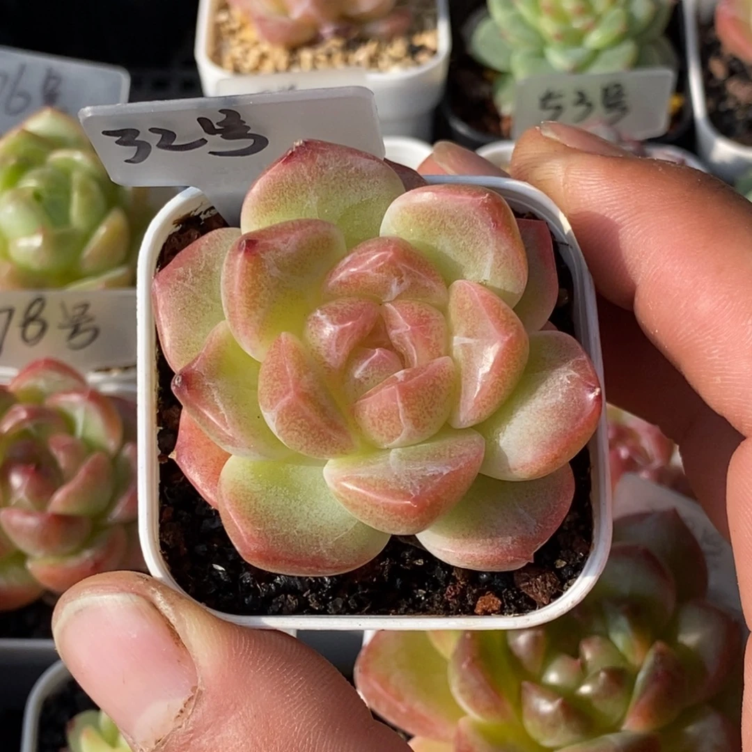 天官赐福百无禁忌
