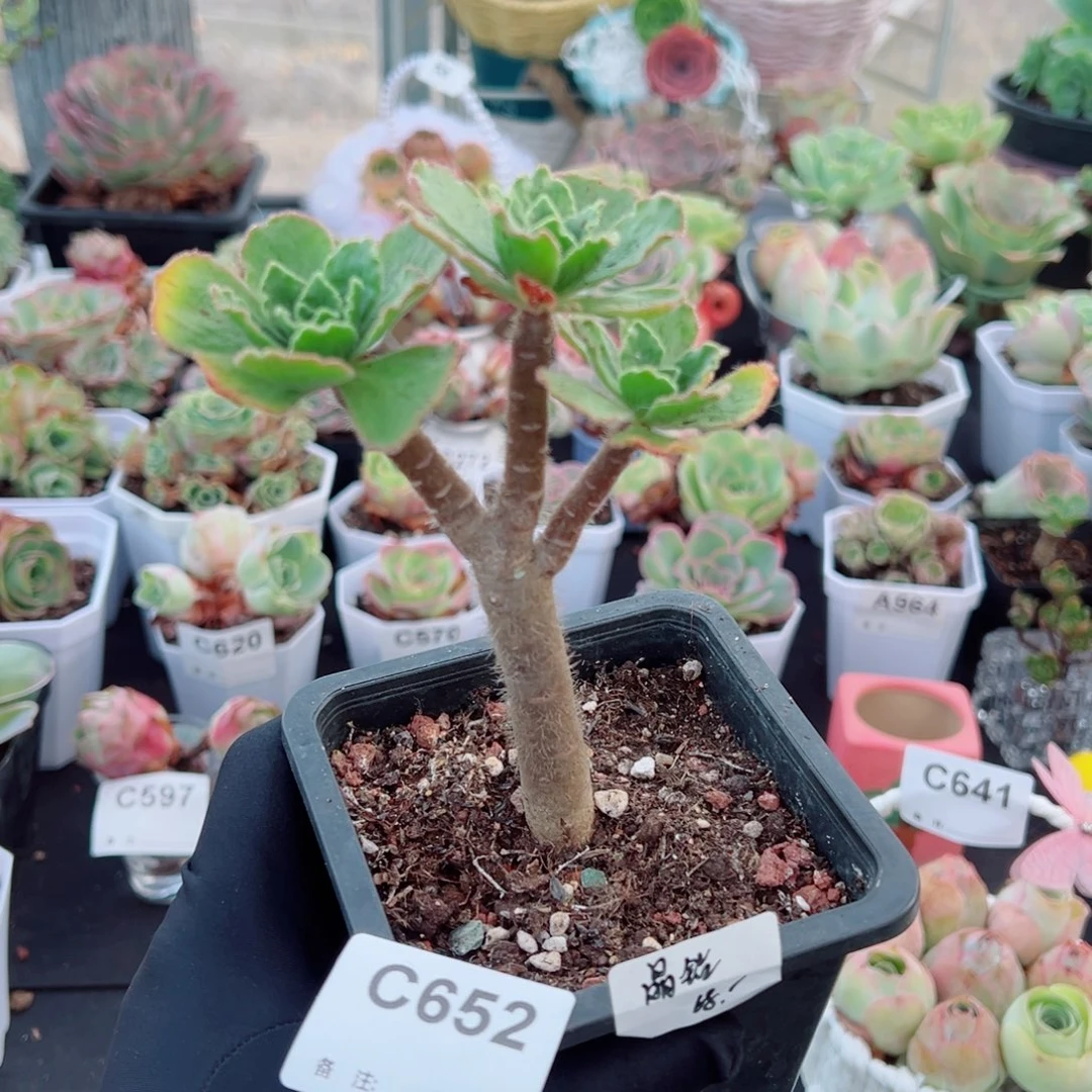 指***彩652晶钻三头老桩。  一物一拍