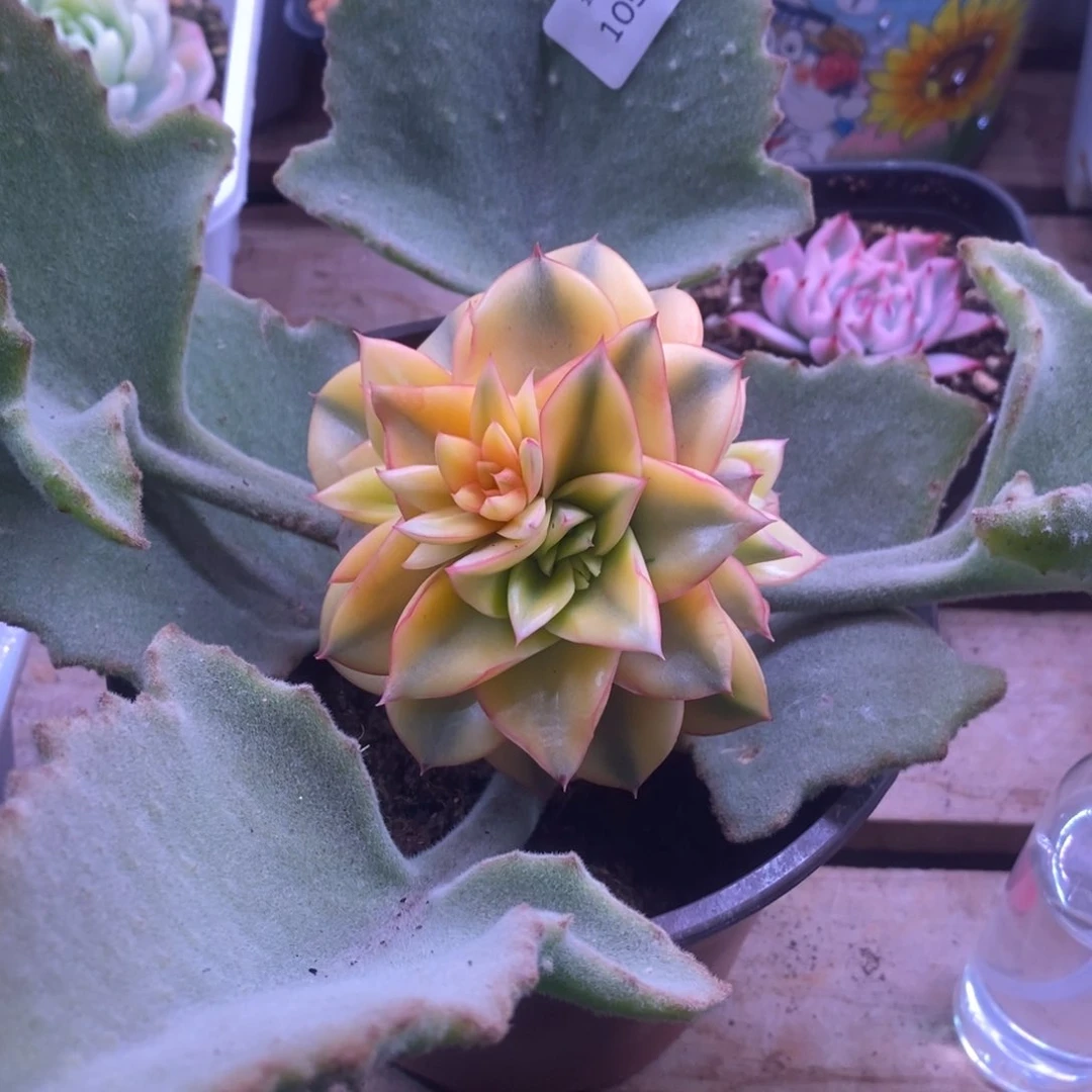 1056麒麟座锦 多肉植物