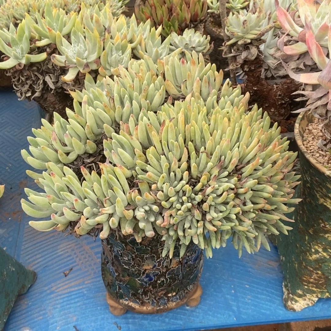 文森特缀多肉植物