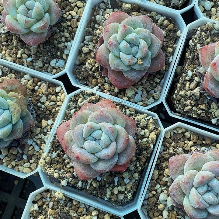 7方大冰玉带盆土发