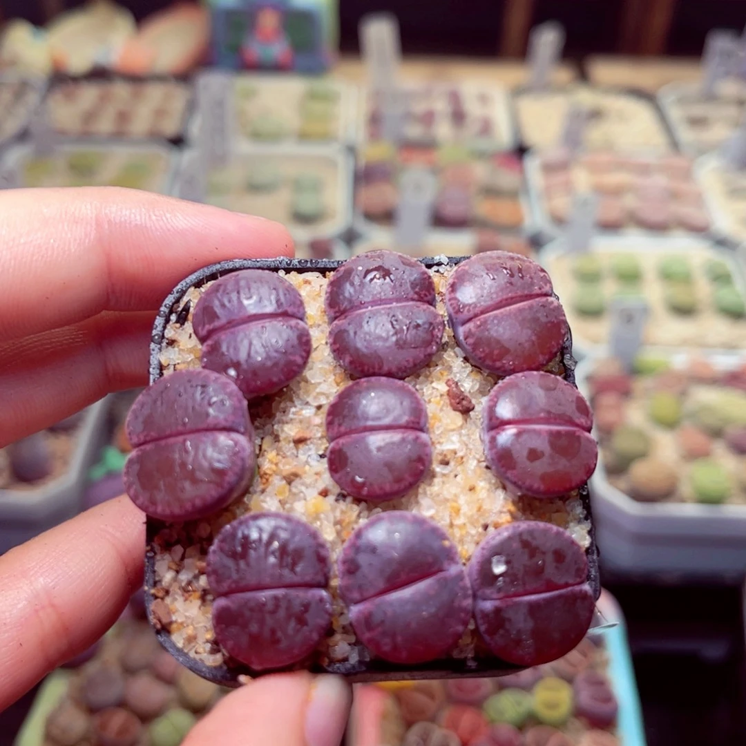 430号带盆包邮发货