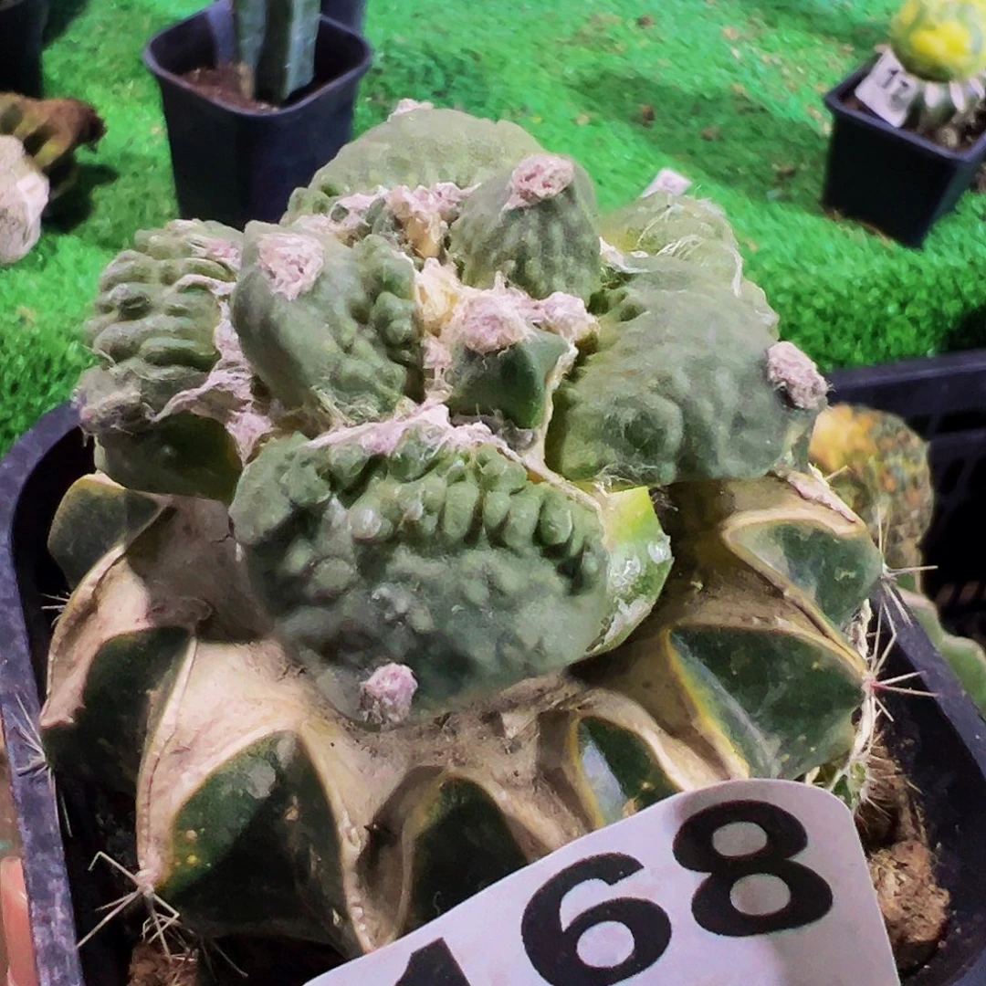 无花朵福利大尤怒涛牡丹168