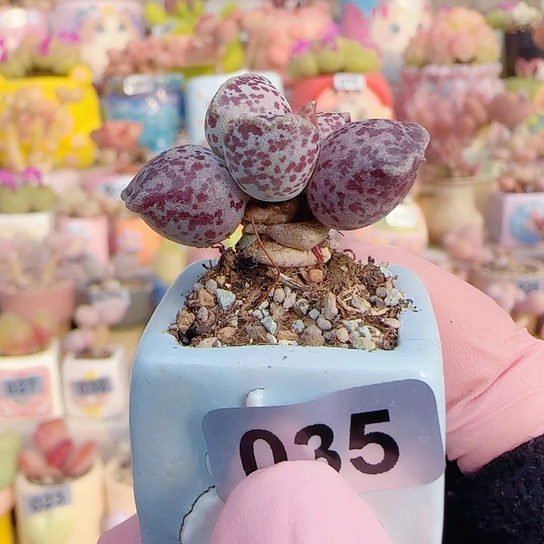 L粉丸海豹 盆口2.5cm