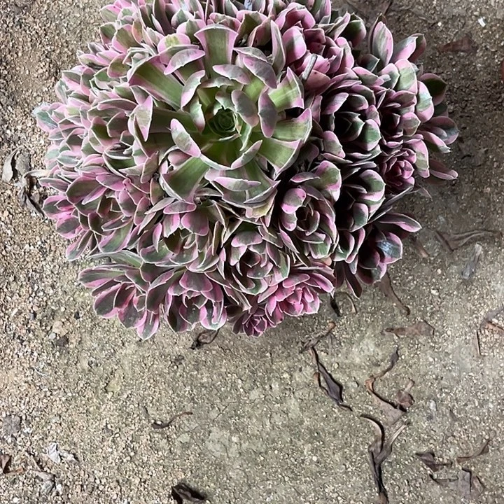 多肉植物妖月锦……