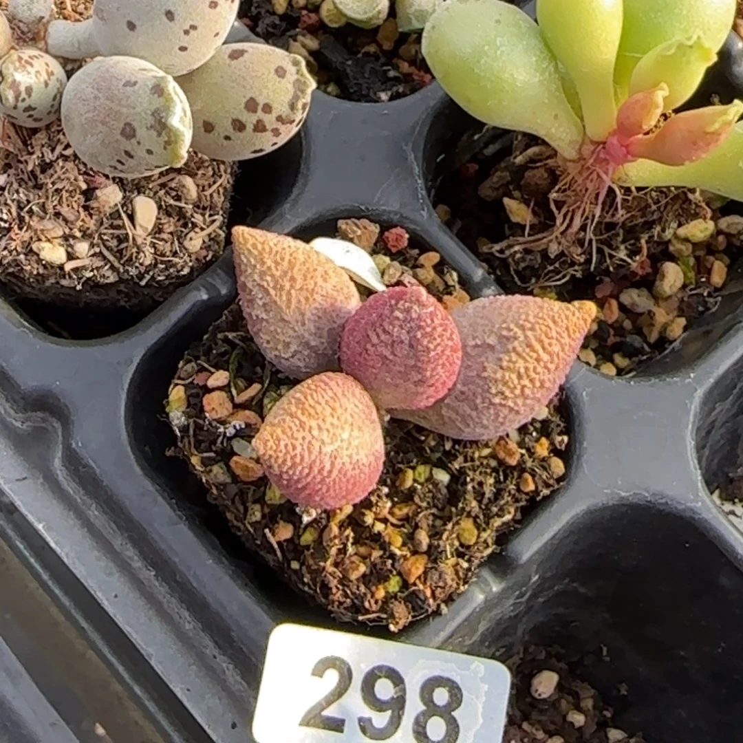 少女梦水泡多肉植物编号572