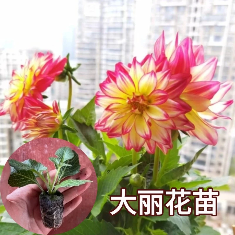 带花苞重瓣小丽花苗大花型花卉原土发货室内阳台庭院绿植木槿花