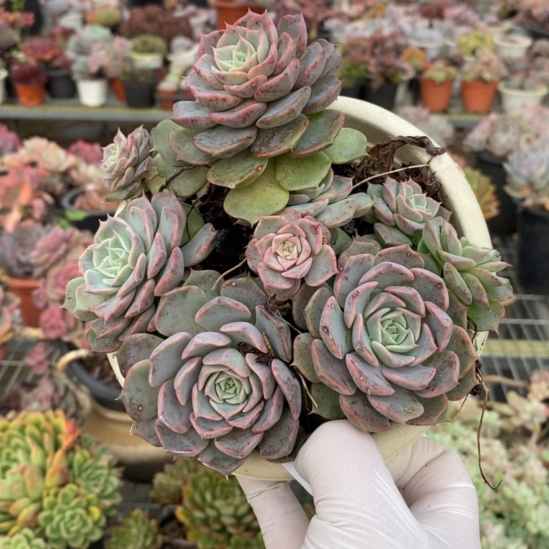 18518欧版海琳娜一物一拍