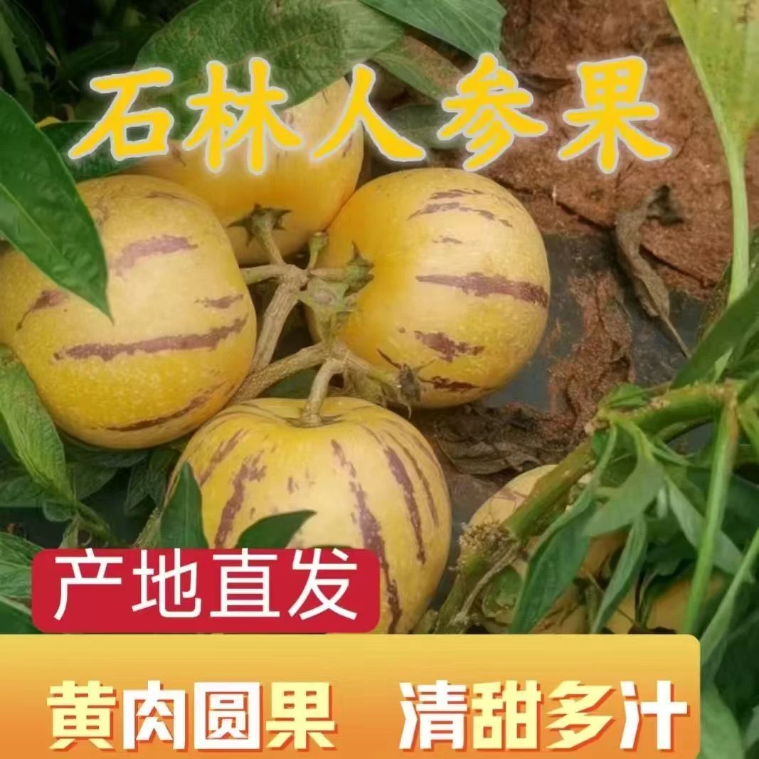 云南石林树熟人生果黄果黄肉黄心低糖水果