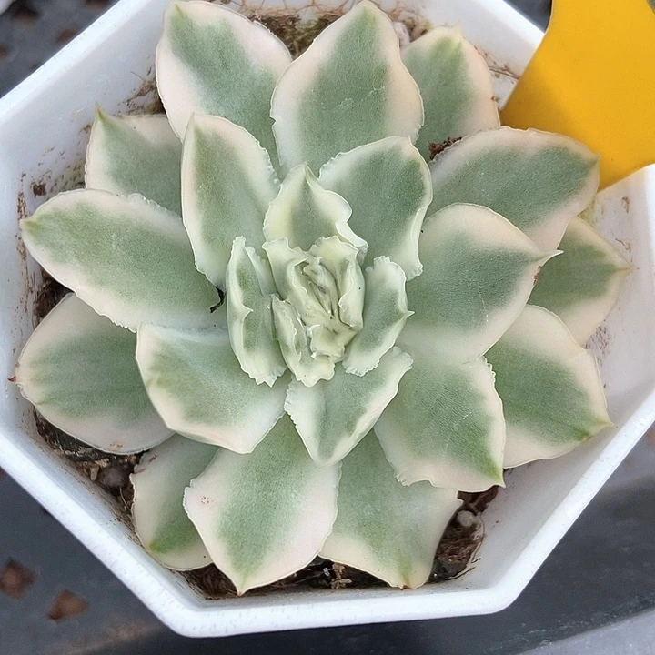 多肉植物紫蝴蝶锦888