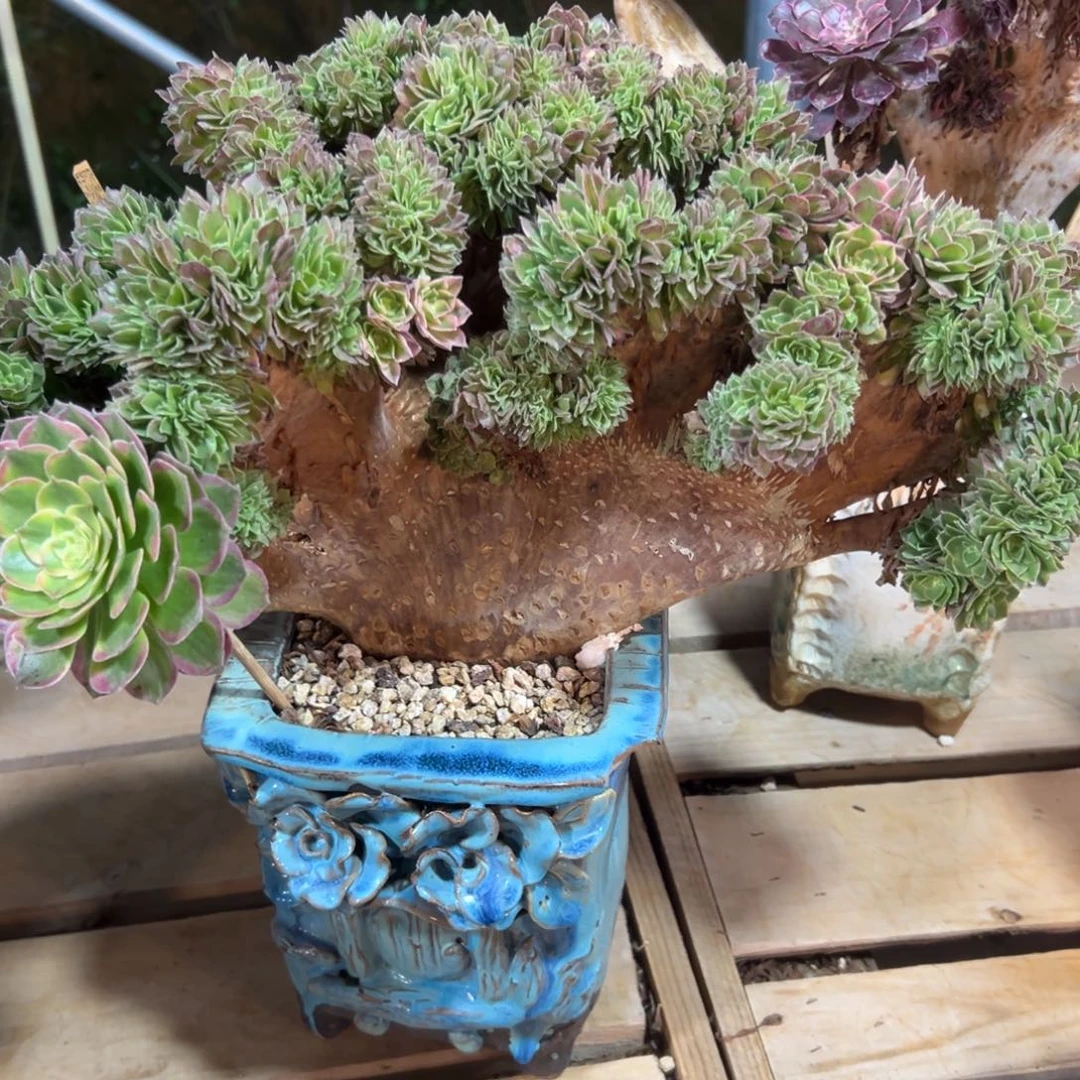 海王缀化老桩厚板整版微瑕