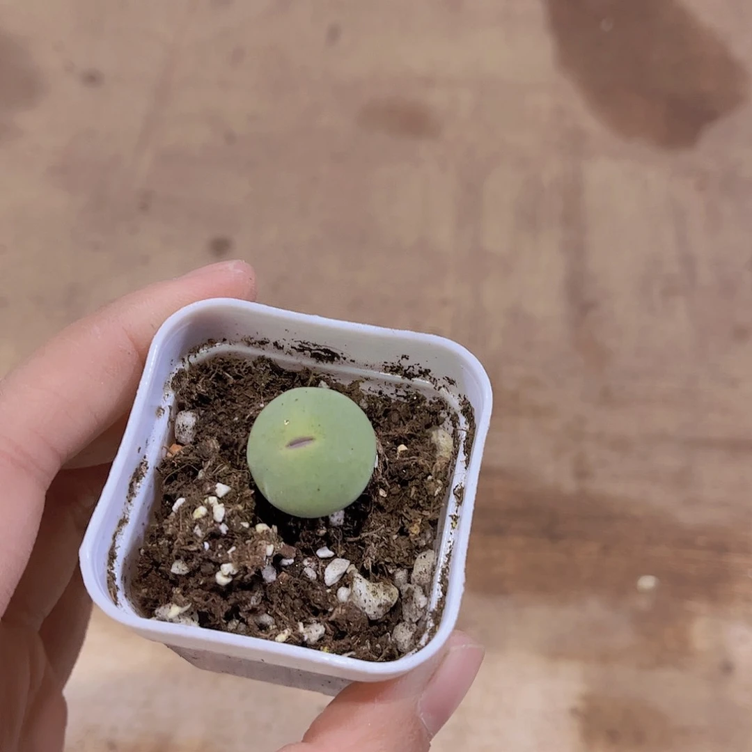 刘**吖嘟嘟嘴多肉植物