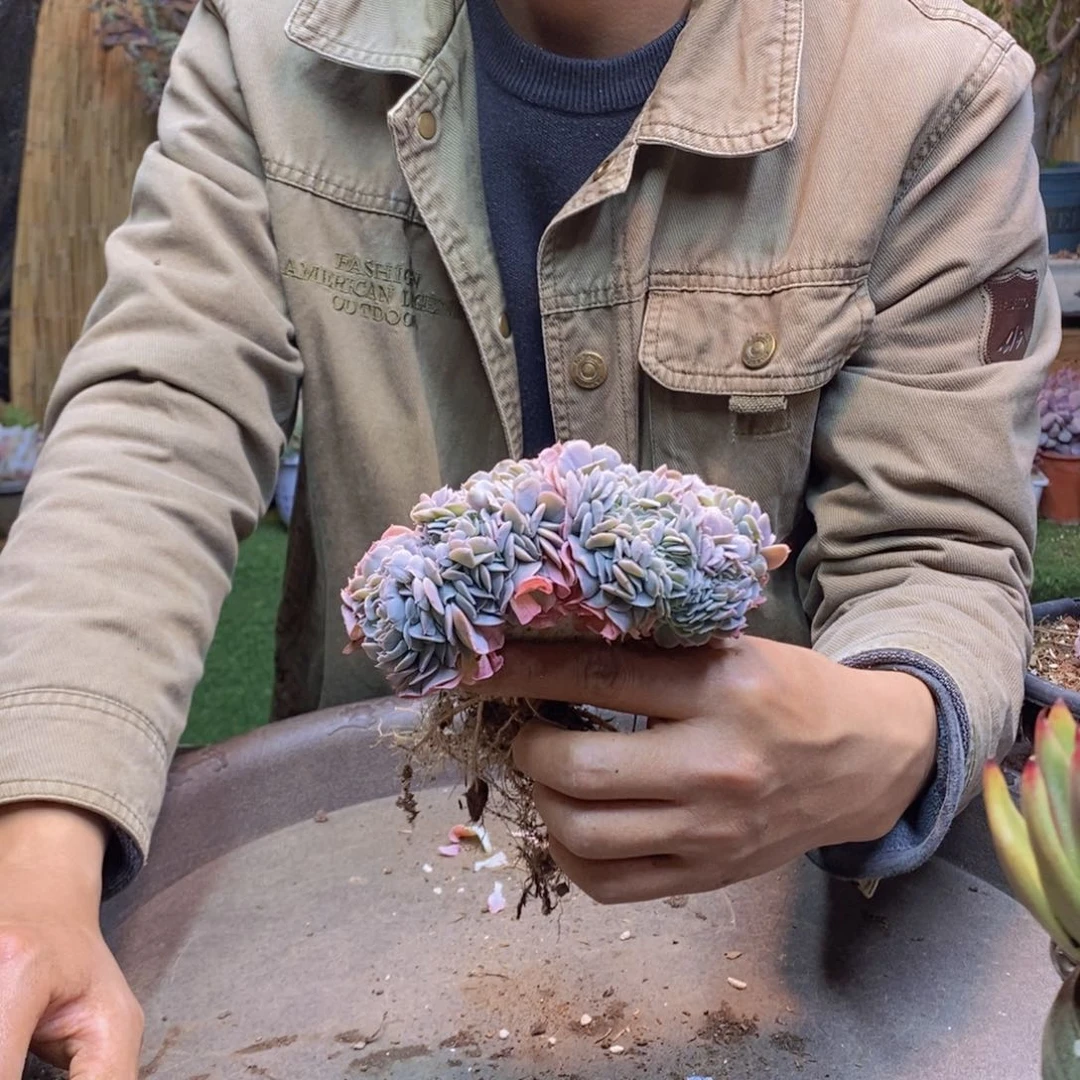 龙**世230号天赐缀化