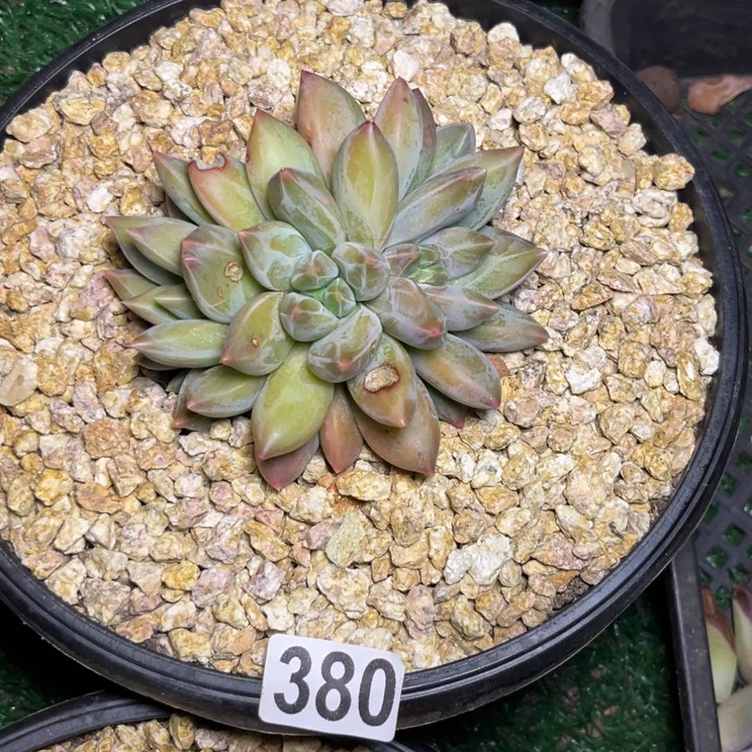 多肉植物重楼群380