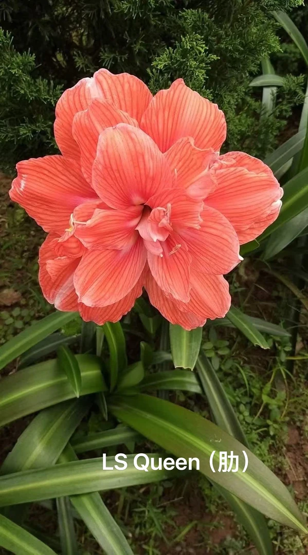 S孤挺花园 LS Queen（肋）裸球