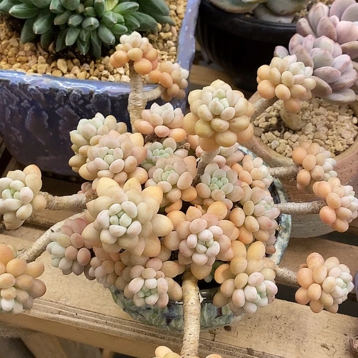 多肉植物肉肉植物