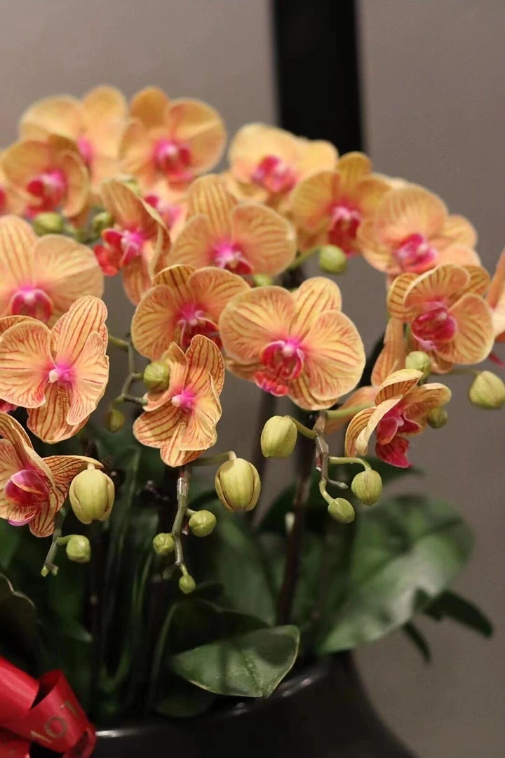 蝴蝶兰《黄金甲》花梗苗3.5寸（黄色带纹）年宵花