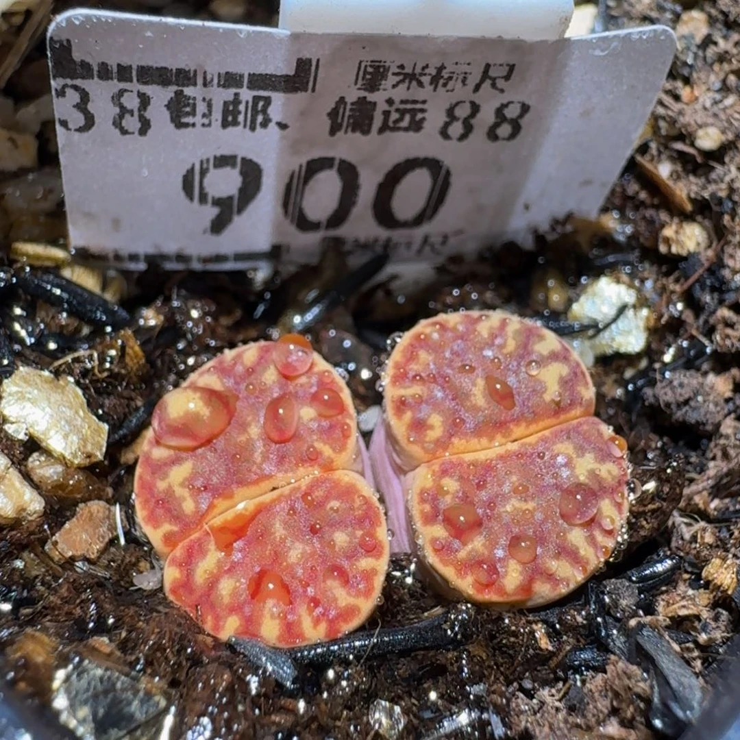 Sssss精品生石花900凤凰