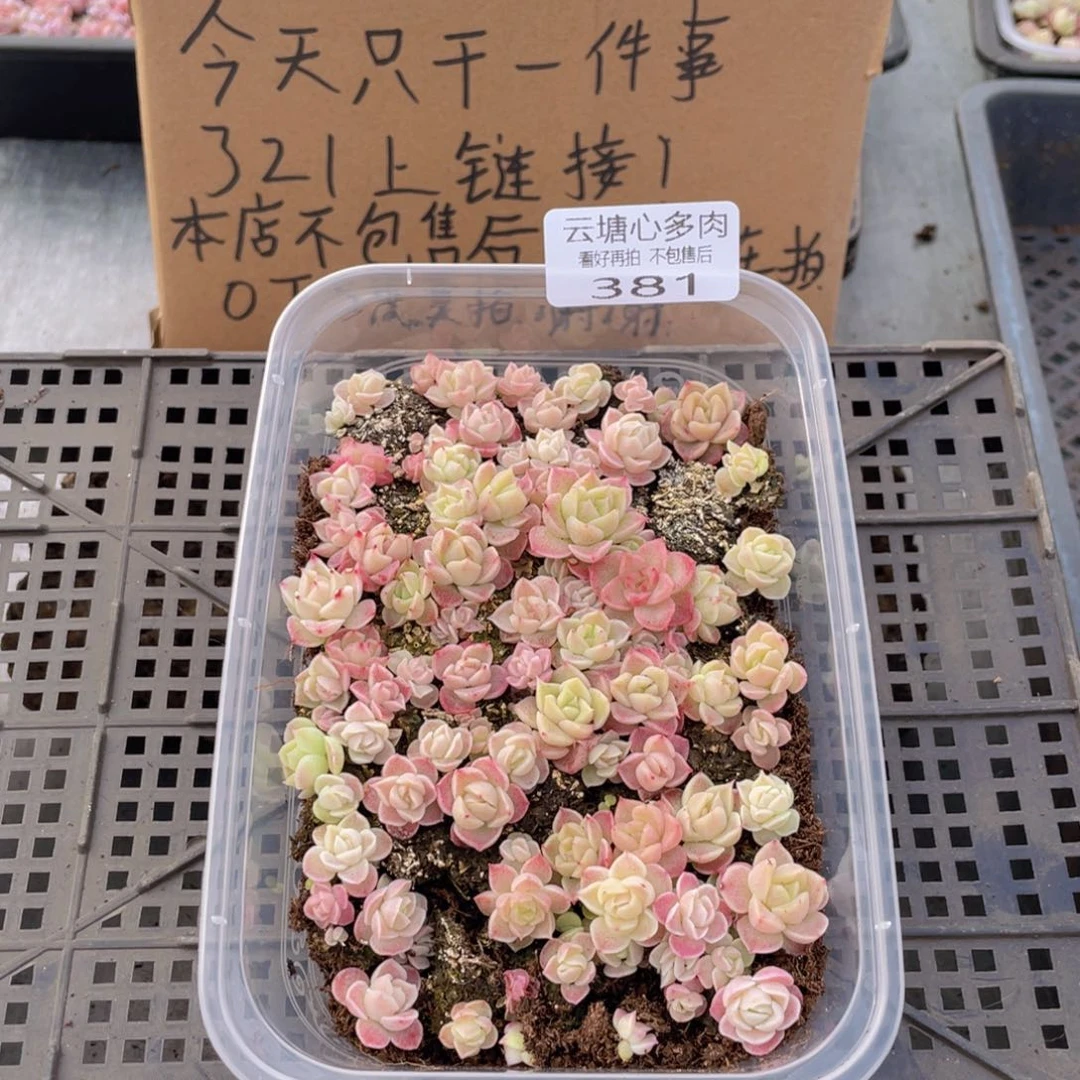 云糖心多肉植物381