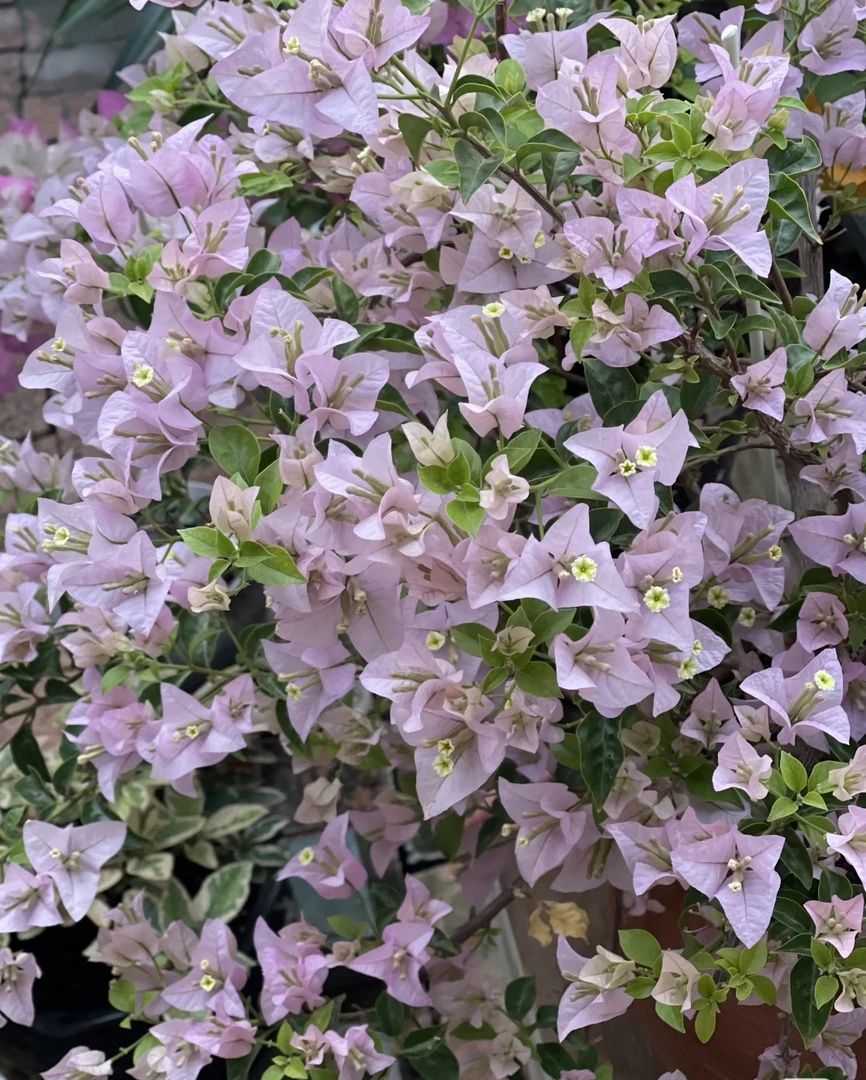 苹果花·稀有品种爬腾四季开花粉紫色带盆带花基地直发