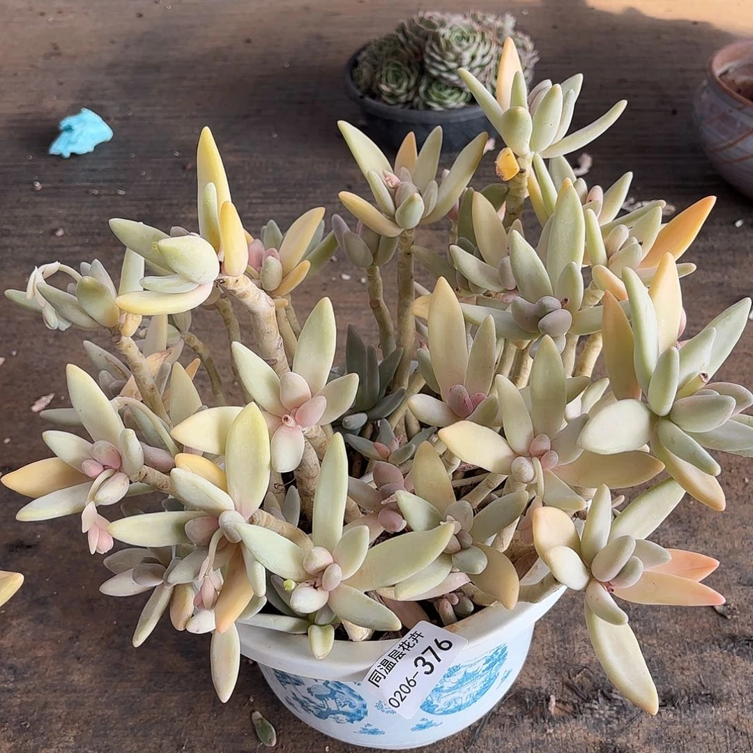 同温层多肉香蕉美人376