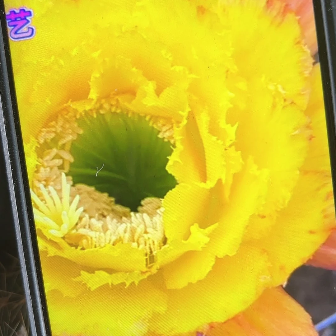 清清公主毛花住侧牙20包邮仙人球14